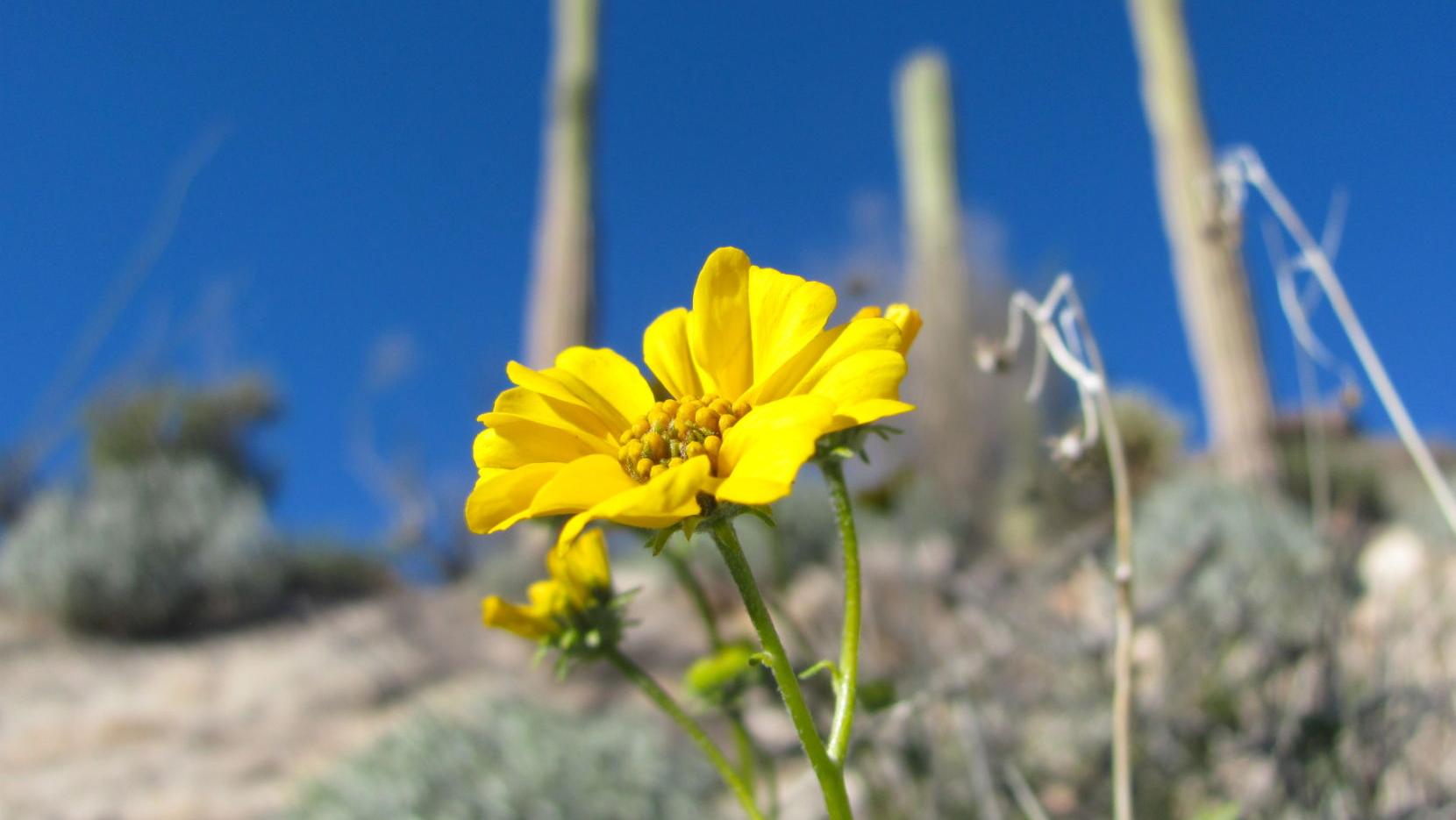 Tucson weather: Cooler temperatures for the weekend
